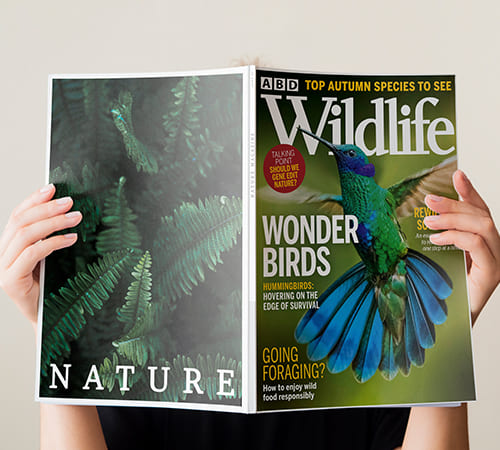 Magazine